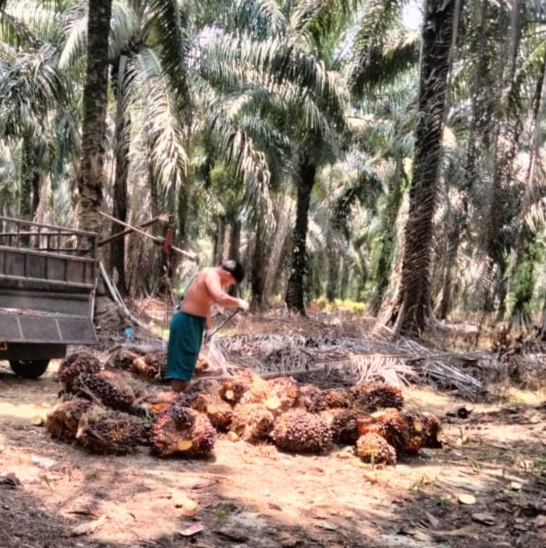 Harga Kelapa Sawit Mitra Swadaya di Riau Pekan Ini Turun Tipis
