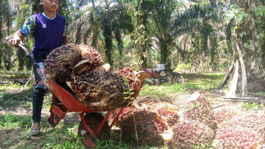 Harga Sawit Mitra Swadaya Di Riau Periode 17-23 Januari Naik Tipis