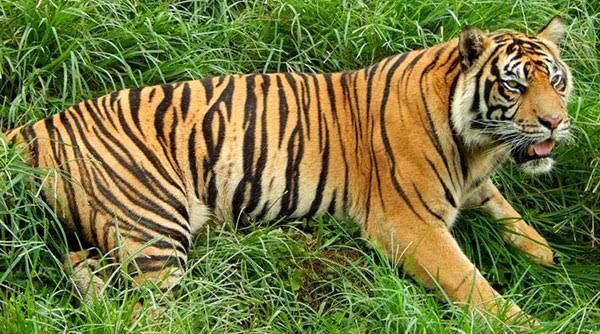 3 Terduga Penjual Kulit Harimau Sumatera Ditangkap di Pelalawan