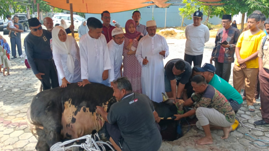 Berbobot 1,3 Ton, Sapi Kurban Muhammad Zahirsyah Bin Fathullah Terberat se Sumatera