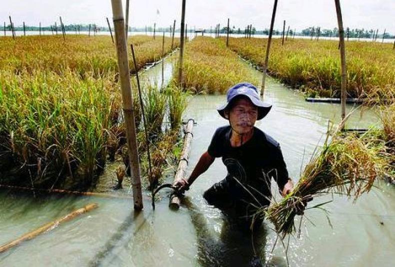 Lahan Pertanian Kabupaten Pasaman Barat banyak yang Rusak diakibatkan Banjir 