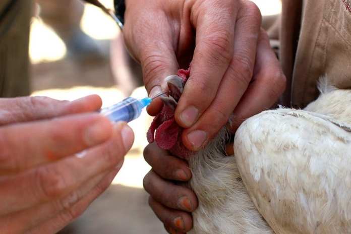 Kementrian Pertanian Kenalkan Vaksin Afluvet H9N2 untuk Lindungi Ayam Petelur