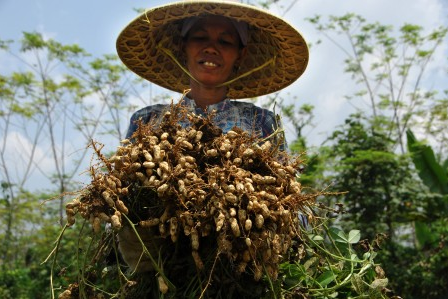 Harga Kacang Tanah Anjlok, Petani Berharap Pemerintah Cari Solusi