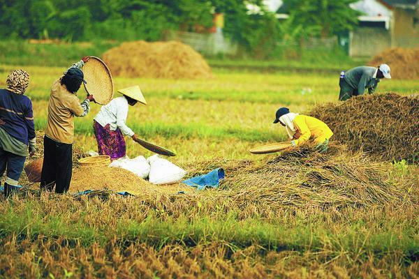 Kebijakan Impor Jokowi yang Blunder dapat Merugikan Petani